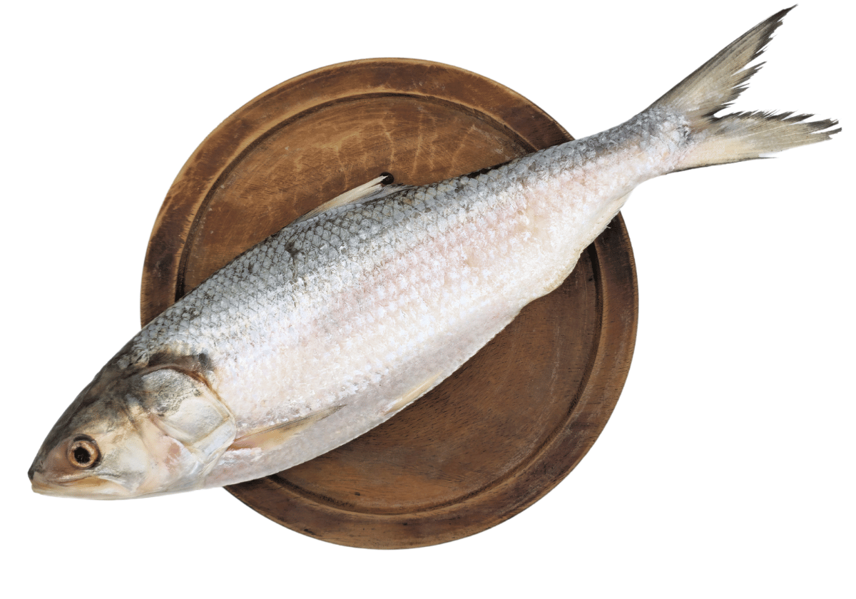 Hilsa